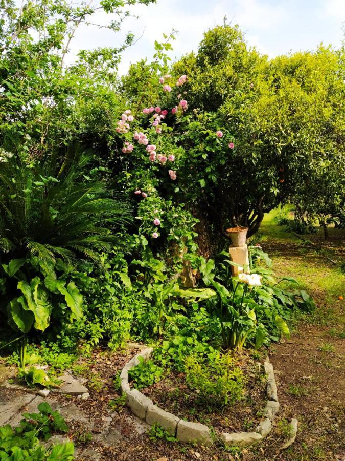 Aricelle Speziali Bed and Breakfast Specchia Gallone Εξωτερικό φωτογραφία